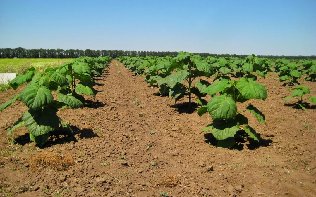 Paulownia Shan Tong – ile kosztuje uprawa i kiedy przynosi zysk