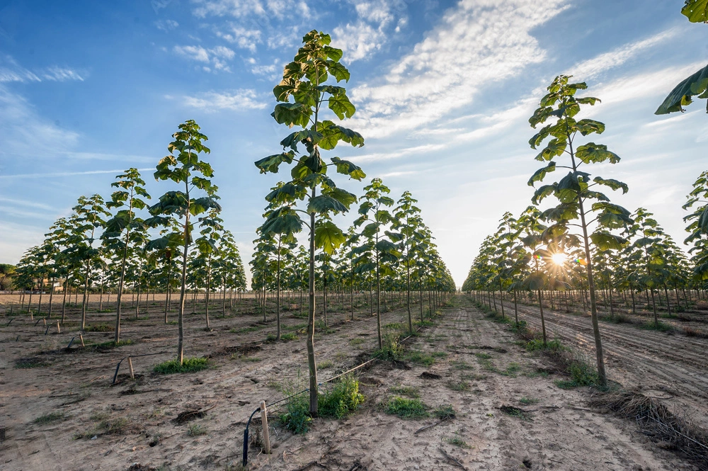 Jak założyć plantację Paulownia Shan Tong krok po kroku?