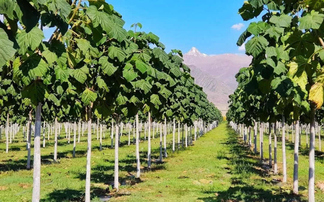 Jakie warunki glebowe są najlepsze dla Paulownia Shan Tong?