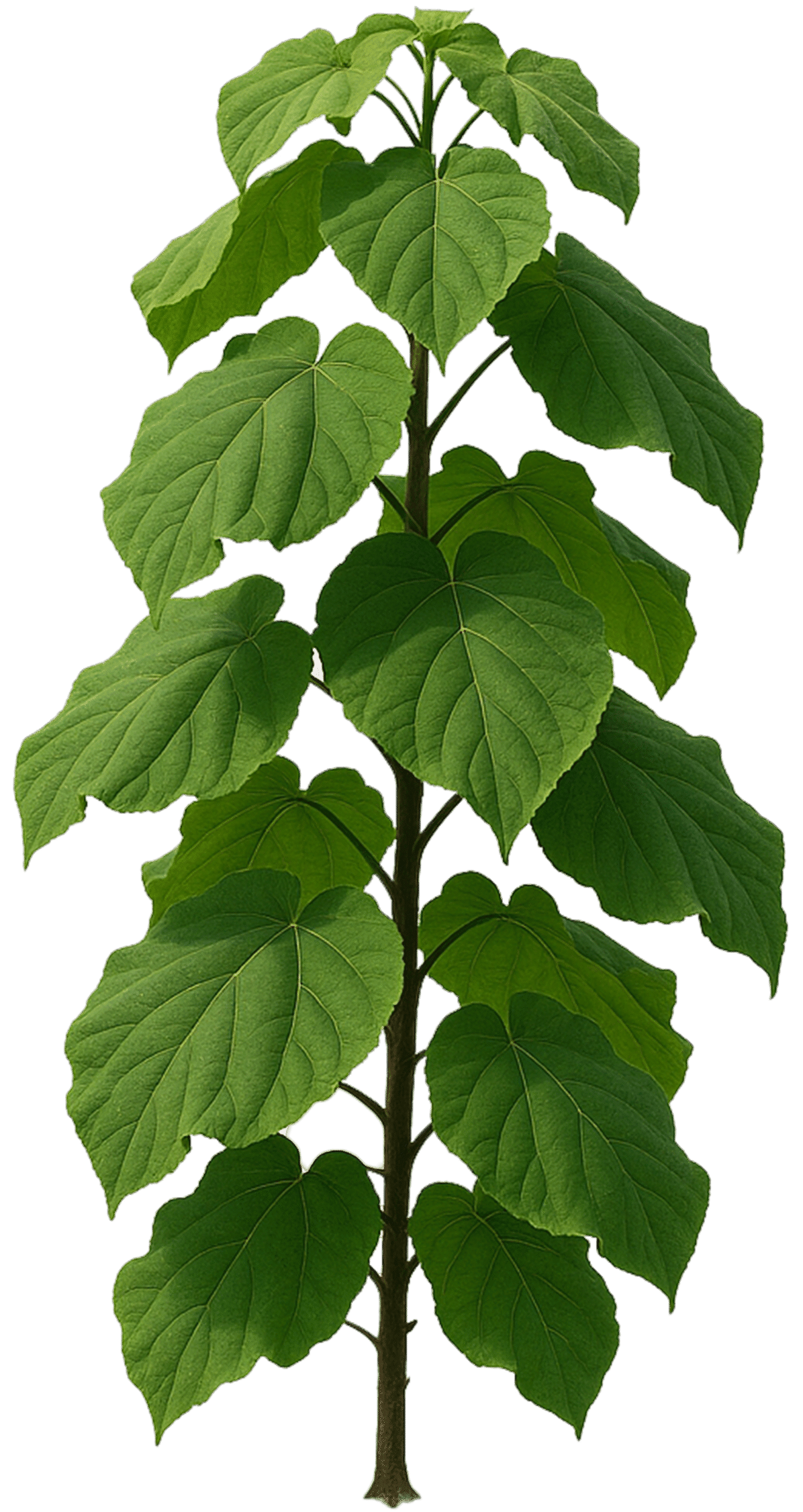 Paulownia młode drzewo