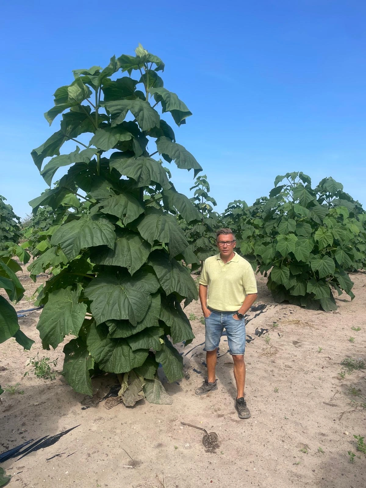 paulownia shan tong w pierwszym roku wzrostu na plantacji