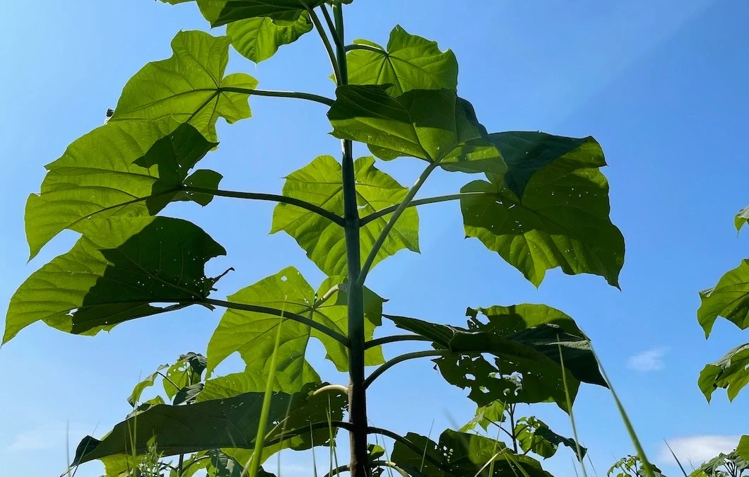 Jak szybko rośnie Paulownia Shan Tong? Fakty i liczby z plantacji