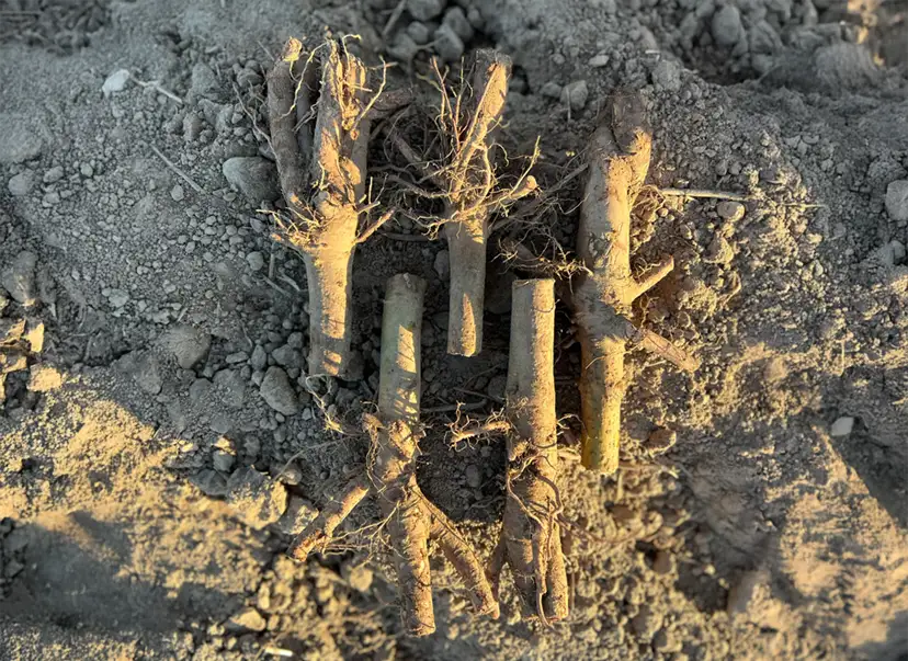 5 sztuk korzeni drzew tlenowych - Paulownia Shan Tong