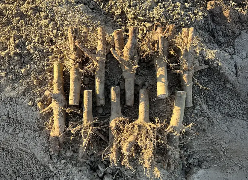 10 sztuk korzeni drzew tlenowych - Paulownia Shan Tong