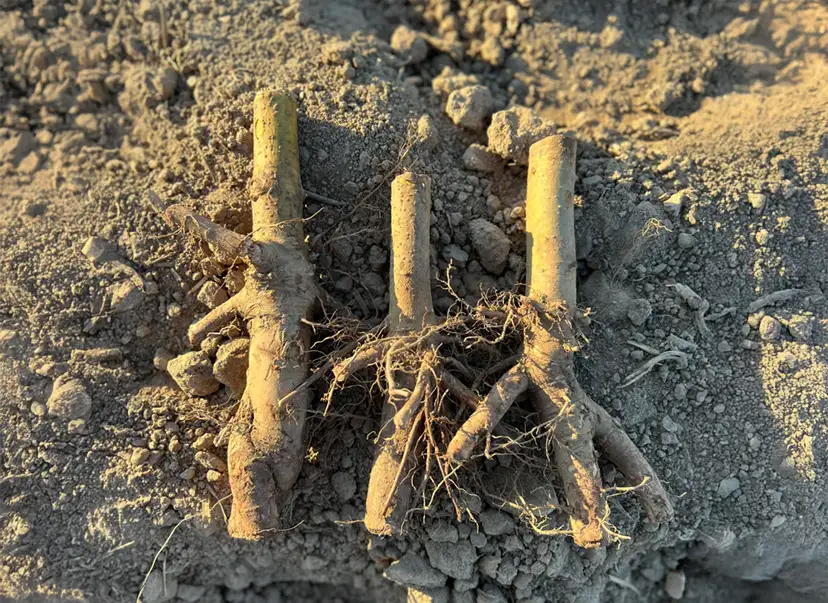 3 sztuki korzeni drzew tlenowych - Paulownia Shan Tong