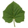 paulownia_1_4