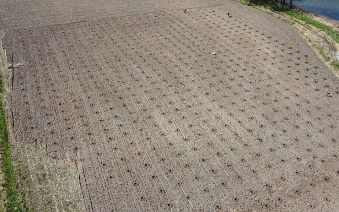 Plantacja drzew tlenowych Paulownia Shan Tong – Żory (woj. Śląskie) 