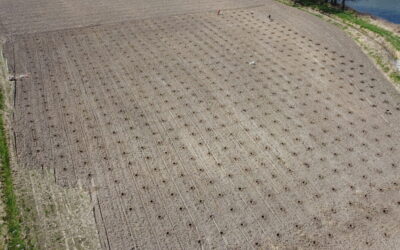 Plantacja drzew tlenowych Paulownia Shan Tong – Żory (woj. Śląskie) 