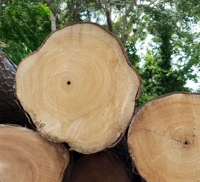 Zdjecie kłód drewna