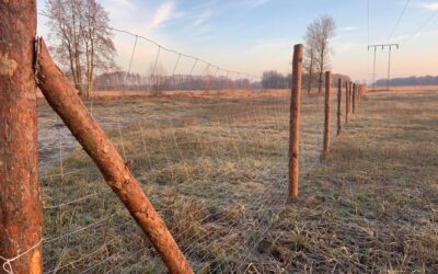 Dlaczego ogrodzenie jest tak ważne przy plantacji Paulowni Shan Tong?
