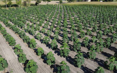 Plantacja drzew tlenowych Paulownia Shan Tong – Rawicz (woj. Wielkopolskie)