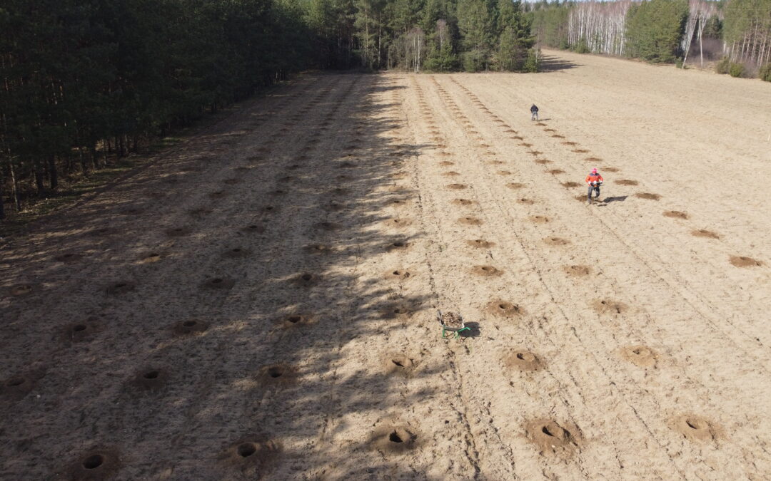 Plantacja drzew tlenowych Paulownia Shan Tong – Konopaty (woj. Mazowieckie) —