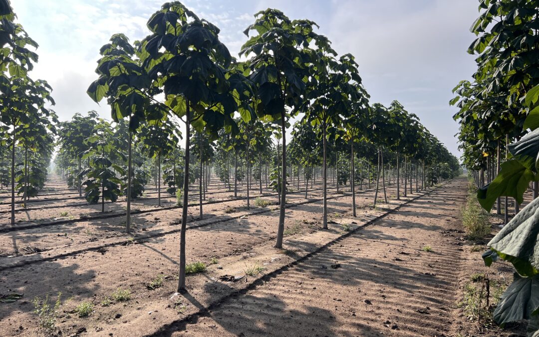 Plantacja drzew tlenowych Paulownia Shan Tong – Bartniki (woj. Dolnośląskie) 