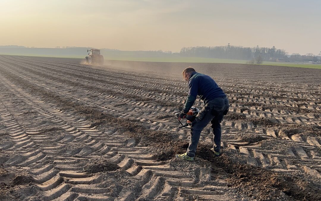 Plantacja drzew tlenowych Paulownia Shan Tong – Chrapowo (woj. Zachodniopomorskie)