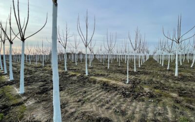 Czy Paulownia przymarza? Jak naprawdę wygląda zimowanie Paulowni w Polsce?