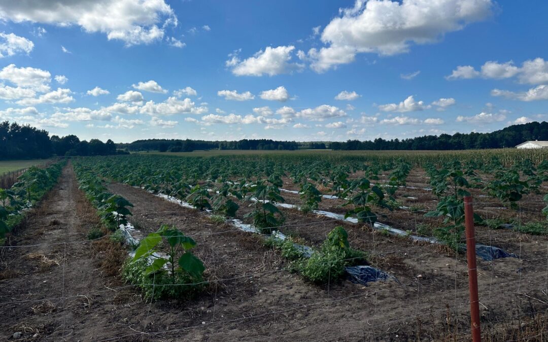 Plantacja drzew tlenowych Paulownia Shan Tong – Żuromina (woj. Mazowieckie) 