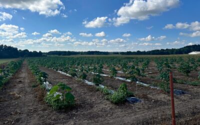 Plantacja drzew tlenowych Paulownia Shan Tong – Żuromina (woj. Mazowieckie) 