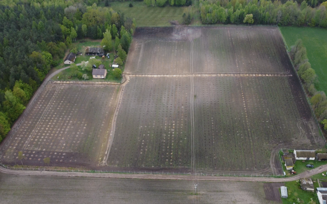 Plantacja drzew tlenowych Paulownia Shan Tong – Biała Podlaska (woj. Lubelskie)