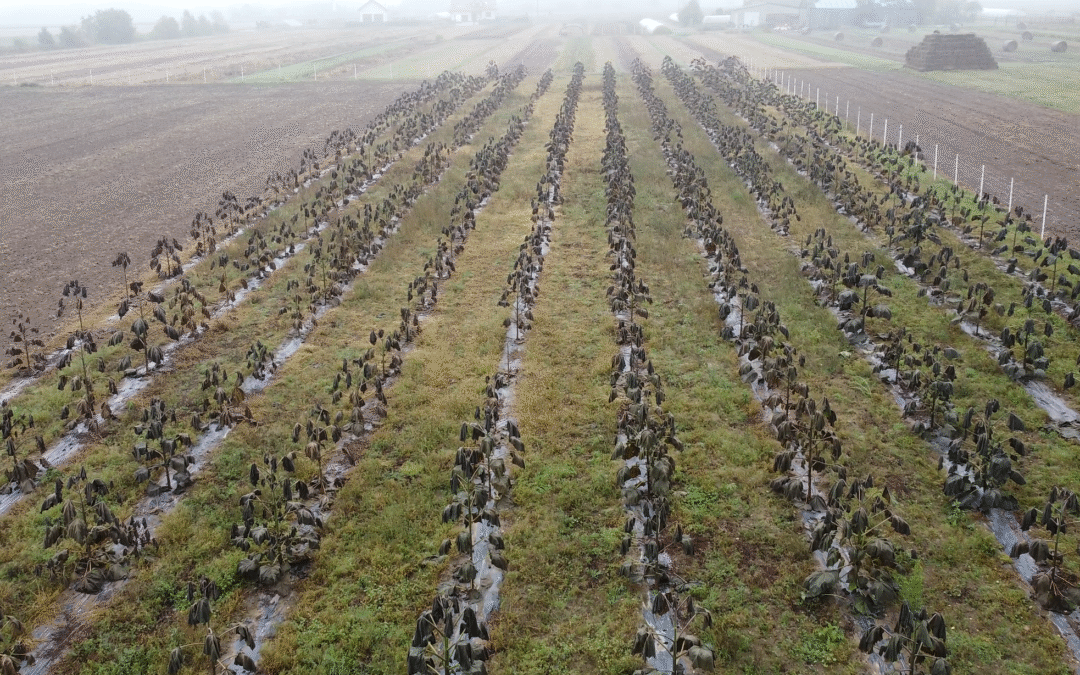 Plantacja drzew tlenowych Paulownia Shan Tong – Grabina (woj. Łódzkie)