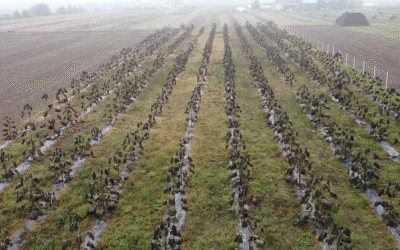 Plantacja drzew tlenowych Paulownia Shan Tong – Grabina (woj. Łódzkie)