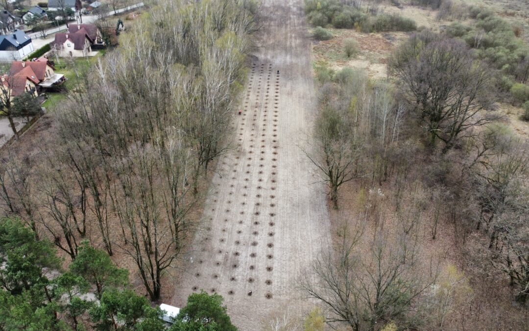 Plantacja drzew tlenowych Paulowni odmiany Shan Tong w Milanówku (woj. Mazowieckie) 