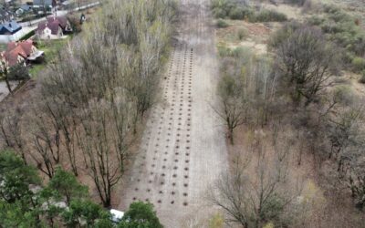 Plantacja drzew tlenowych Paulowni odmiany Shan Tong w Milanówku (woj. Mazowieckie) 