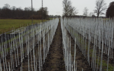 Co zrobić, aby Twoja paulownia nie przymarzła i bezpiecznie przetrwała zimę?