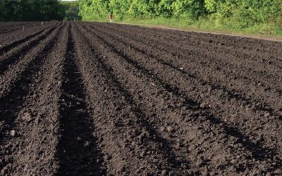 Jak przygotować działkę pod plantację paulowni na słabej glebie?