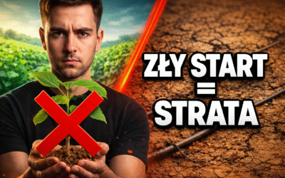 Paulownia nie jest sposobem na szybki zysk