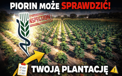 PIORiN w praktyce – co kontroluje i czego może wymagać od plantatora paulowni?