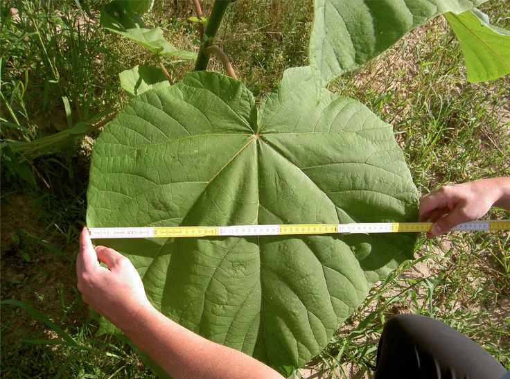 duży liść paulownia shan tong drzewo tlenowe
