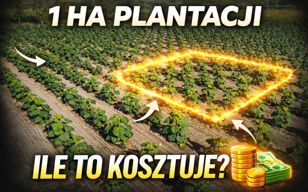Ile kosztuje założenie 1 ha plantacji drzew tlenowych (paulowni shan tong)?