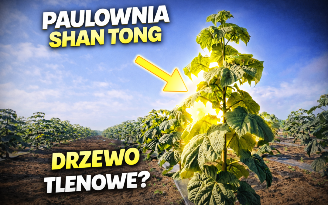 Paulownia Shan Tong – co to za drzewo i dlaczego nazywane jest drzewem tlenowym