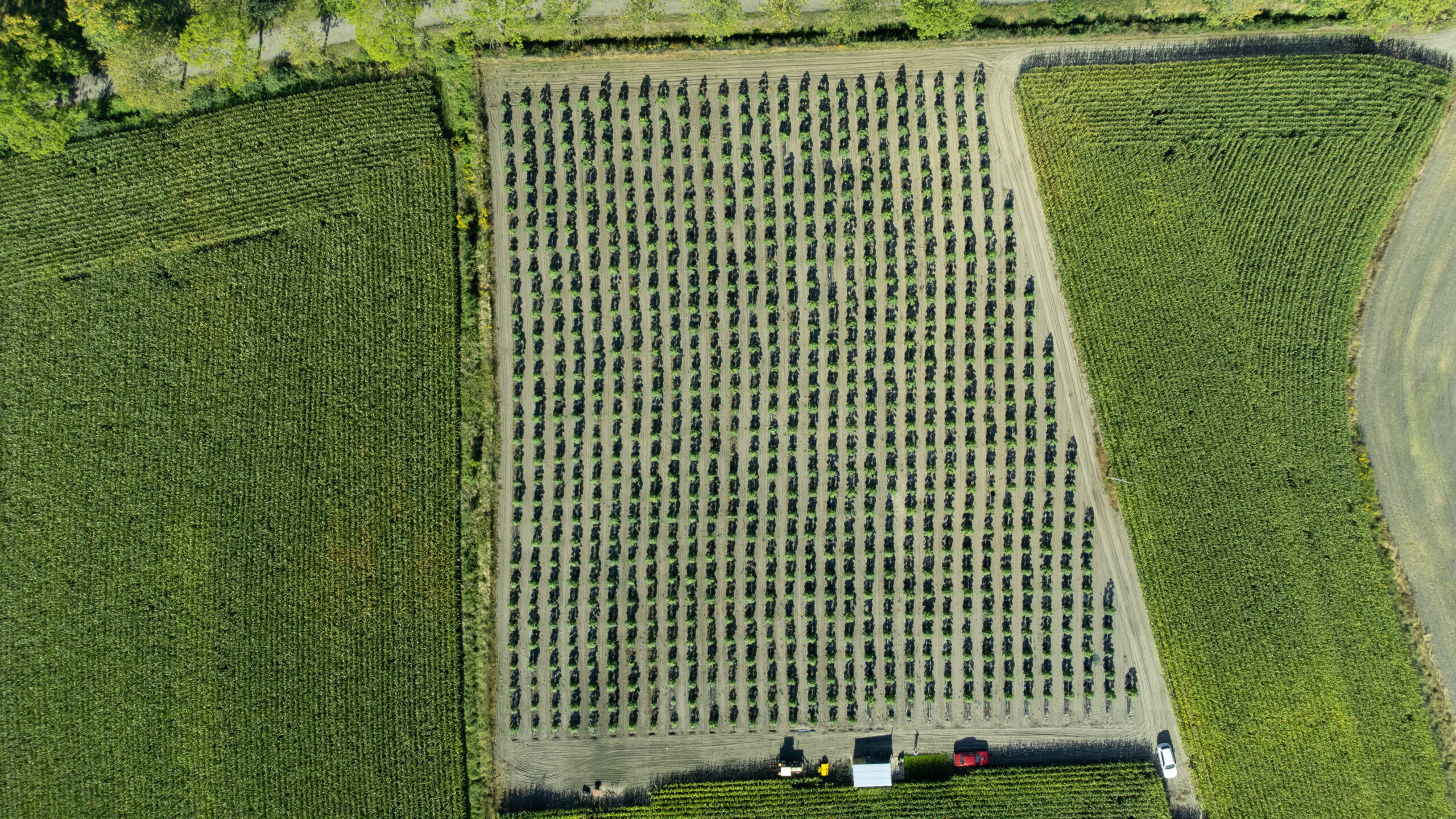 Plantacja paulowni Shan Tong z lotu drona – układ drzew w rozstawie 3x3 m na powierzchni 1 ha