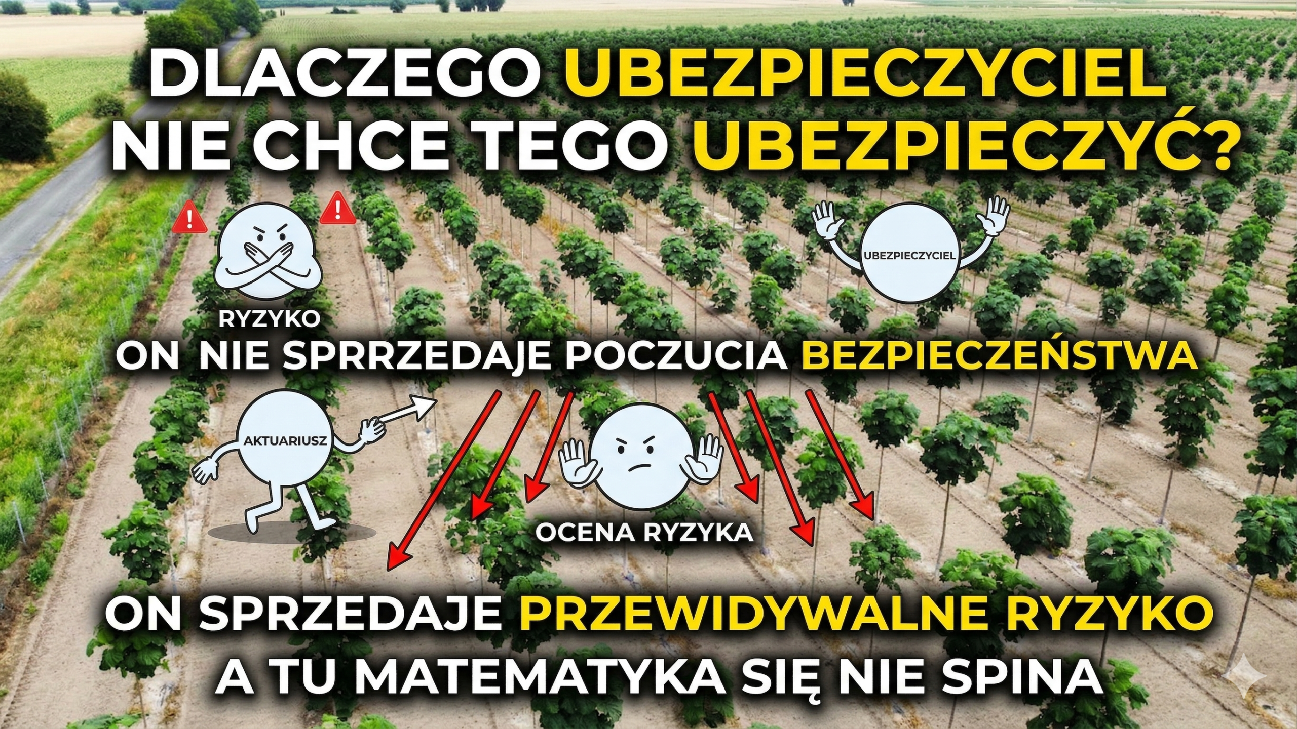 Dlaczego nie można ubezpieczyć paulowni w Polsce – ryzyko uprawy i brak możliwości ubezpieczenia plantacji paulowni