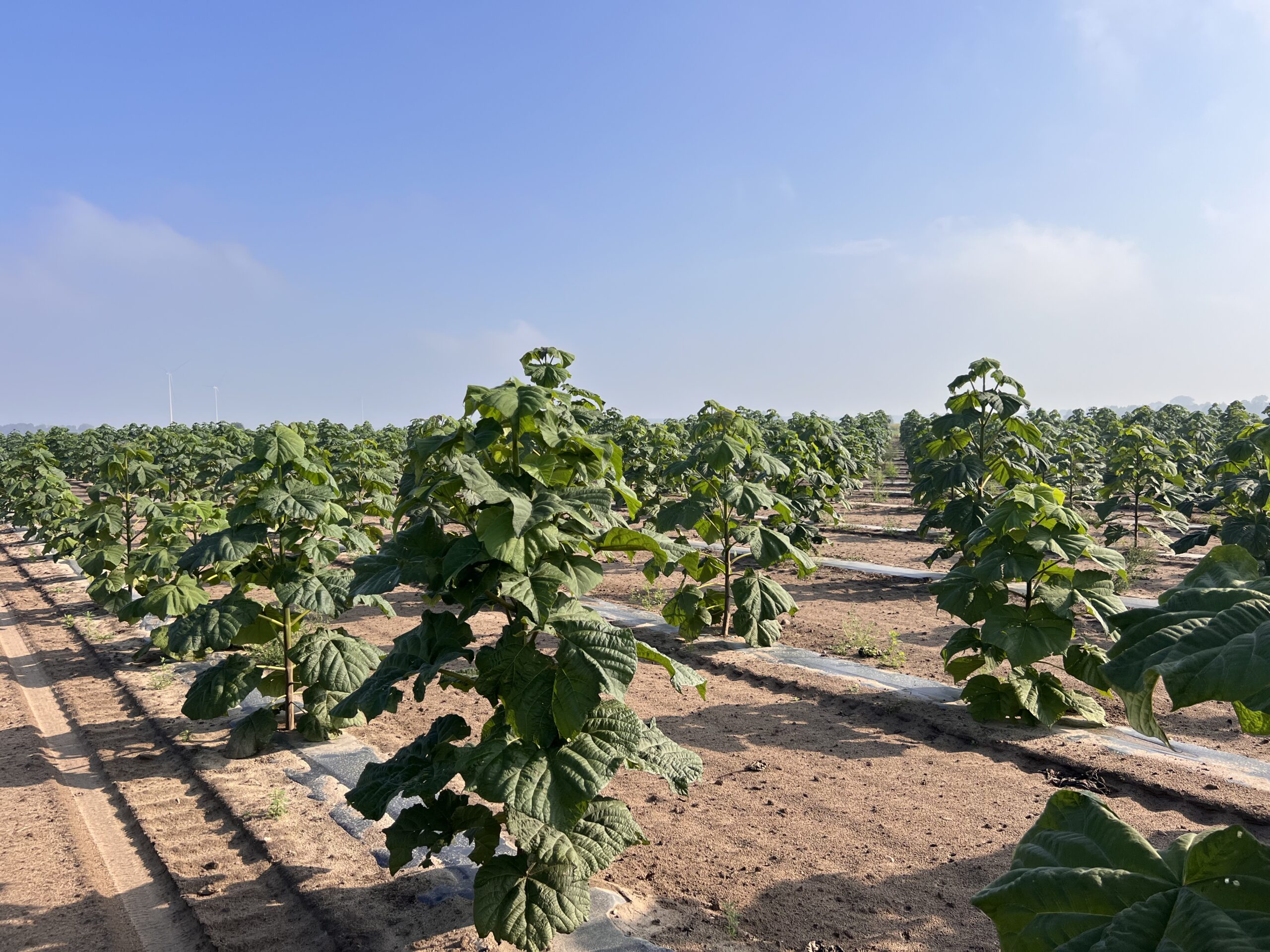 młoda plantacja paulownia shan tong pierwszy rok wzrostu