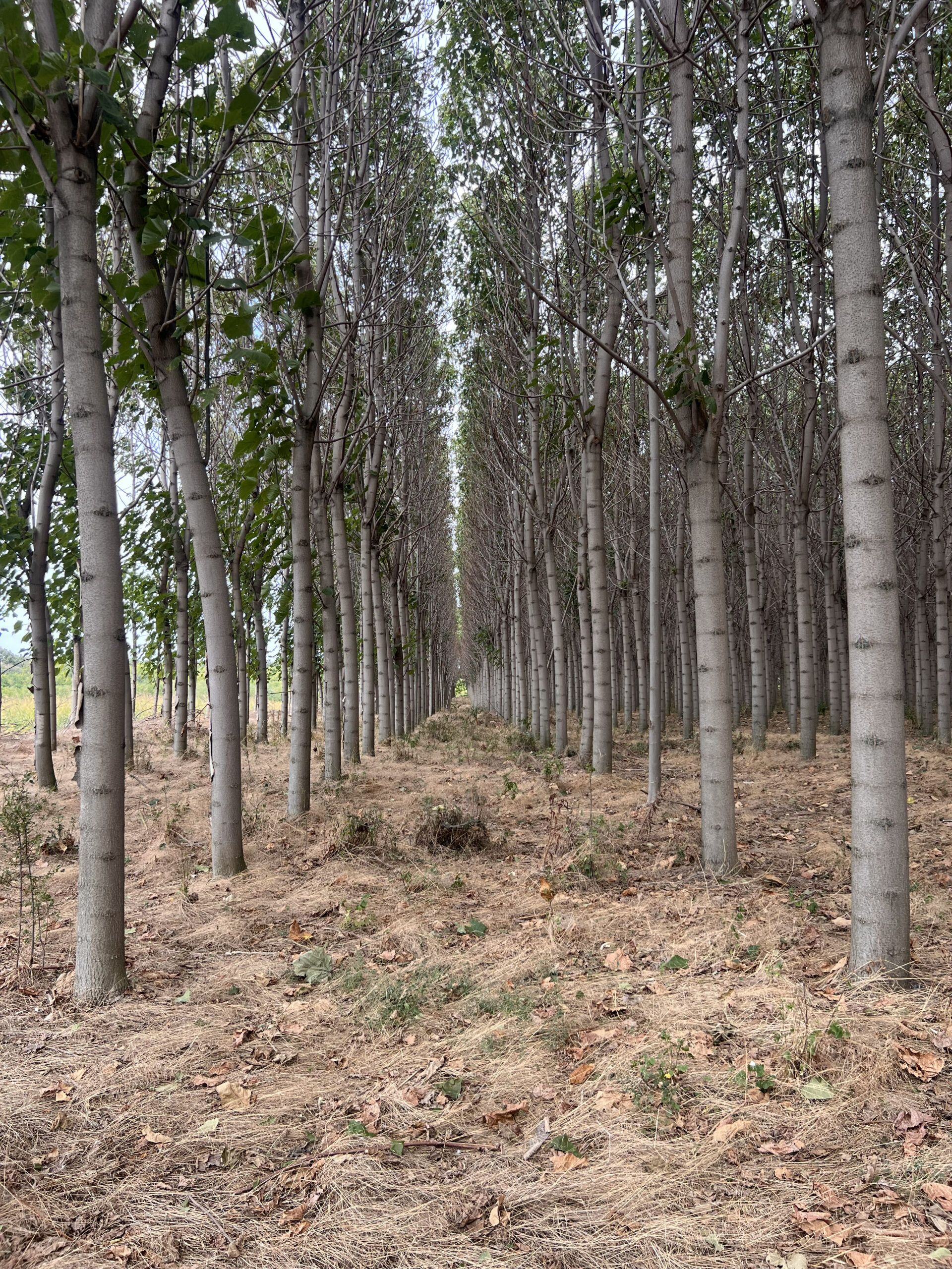 plantacja paulowni shan tong drzewa przeznaczone na drewno