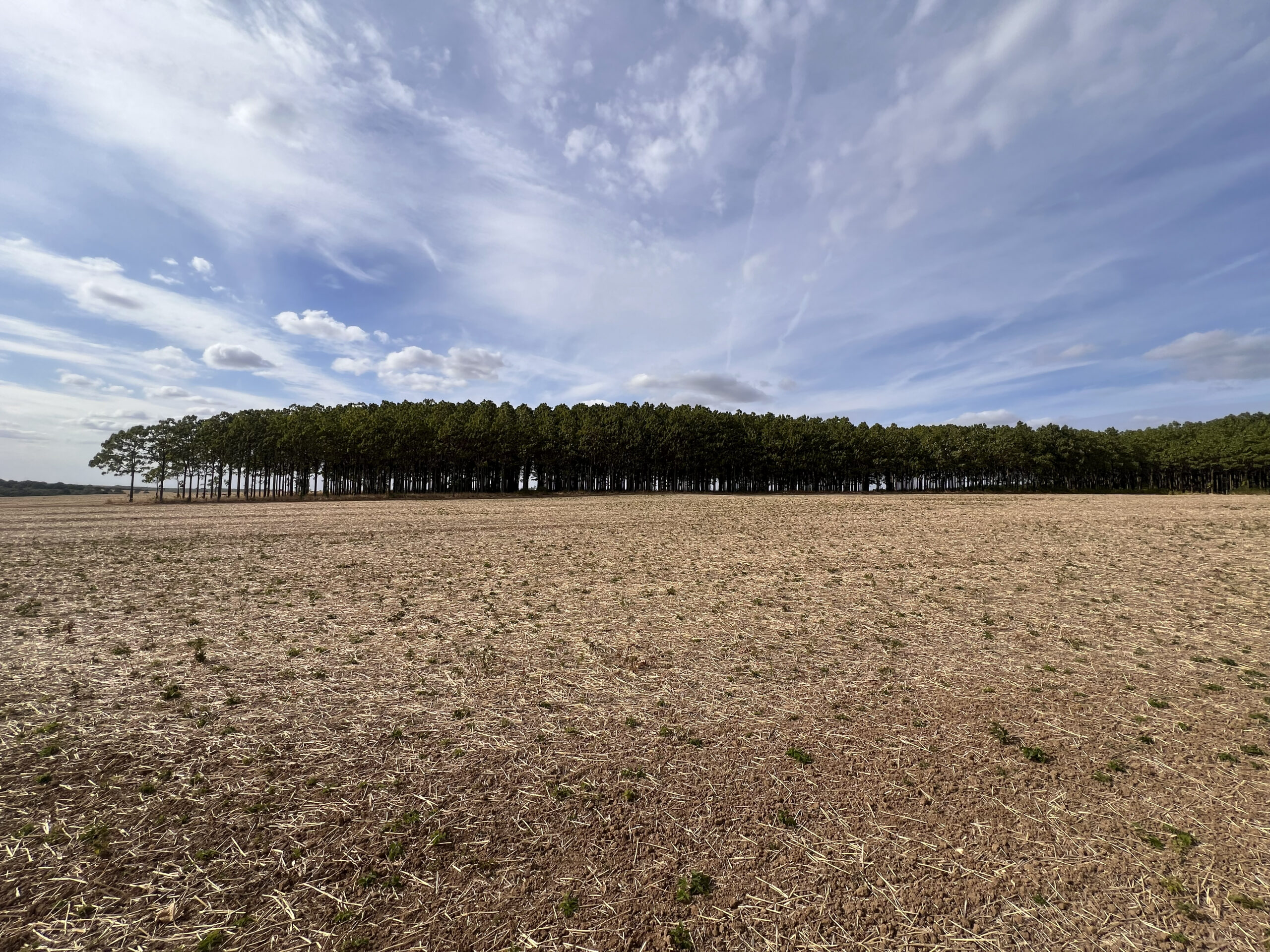 plantacja paulownia shan tong dojrzałe drzewa na polu uprawnym