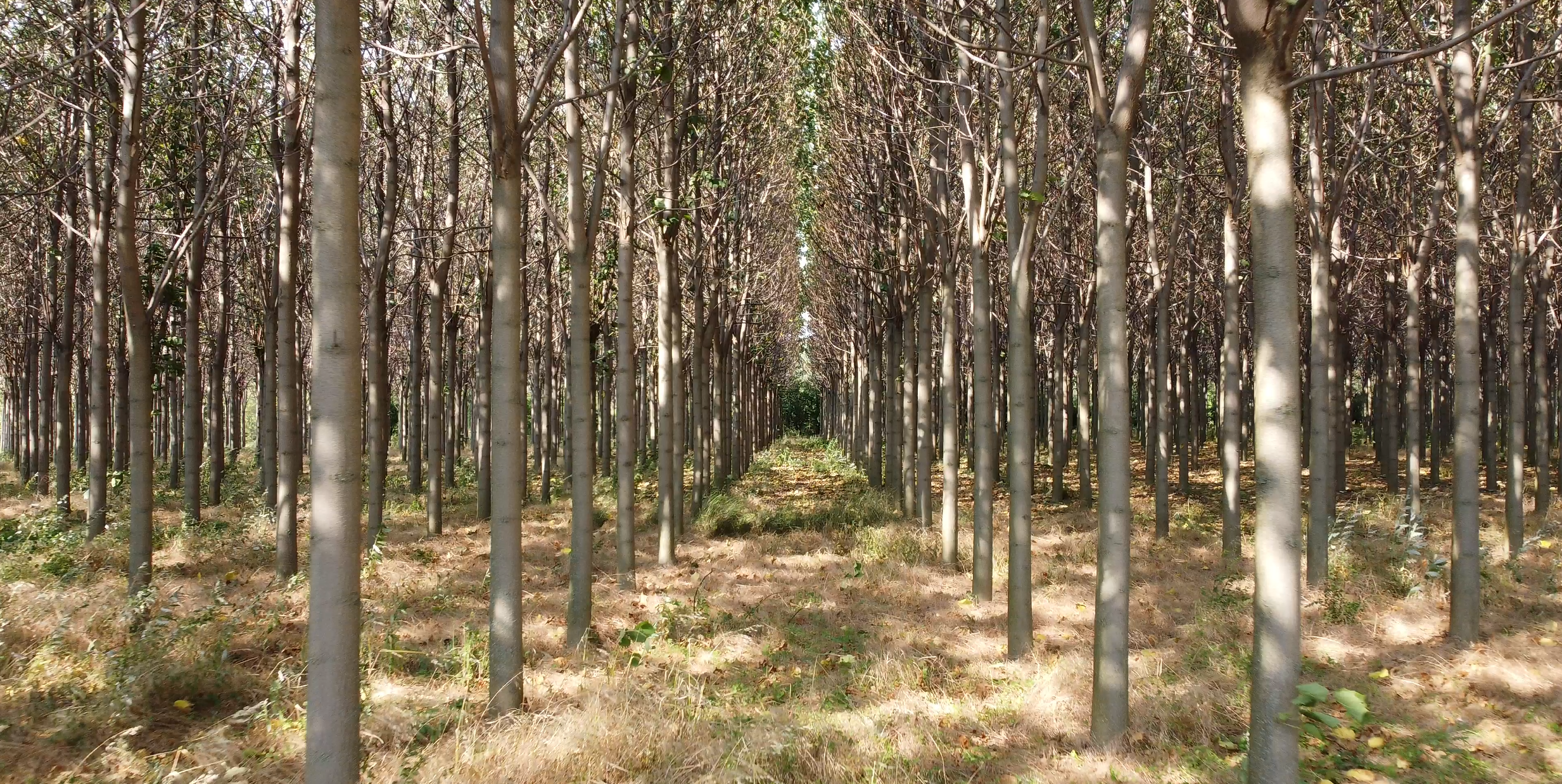 plantacja paulownia shan tong drzewa około 7 lat przeznaczone na drewno