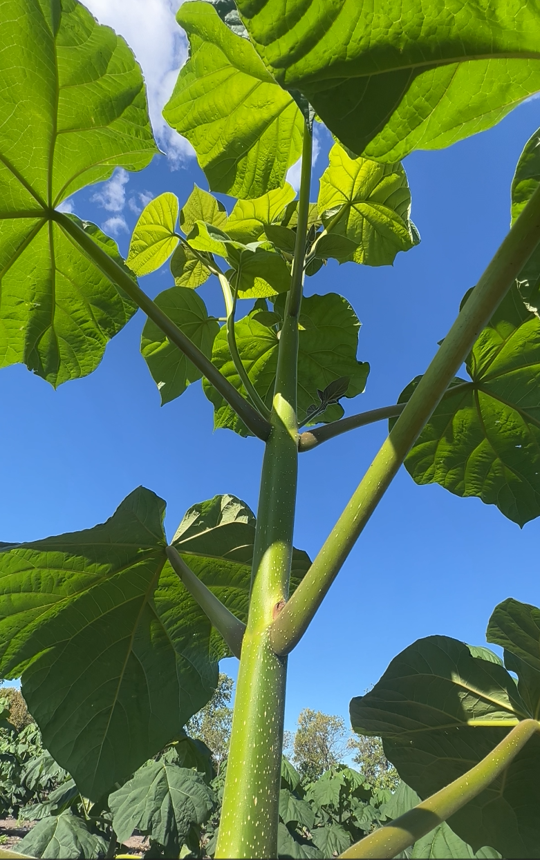 Liście młodego drzewa Paulownia Shan Tong na plantacji drzew tlenowych