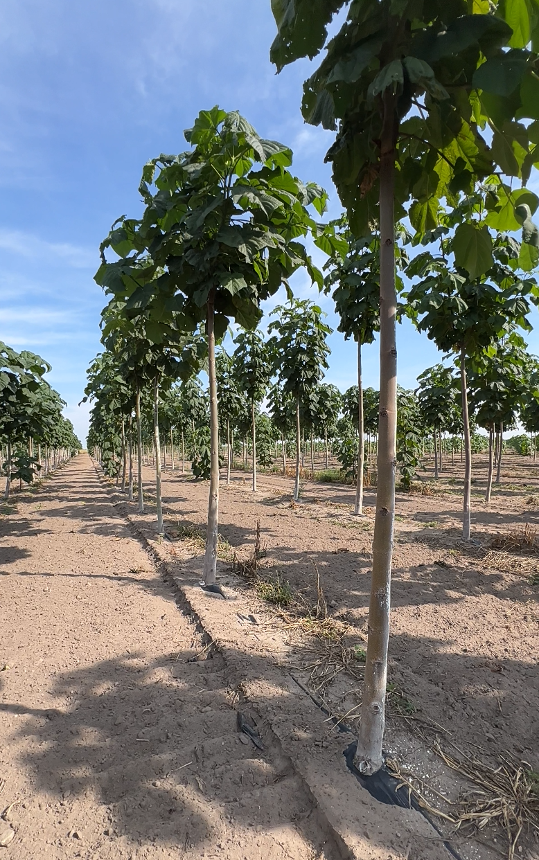Plantacja Paulownia Shan Tong w rzędach – młode drzewa tlenowe na polu uprawnym