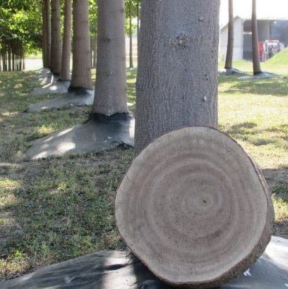 drewno paulownia shan tong przekrój pnia drzewa