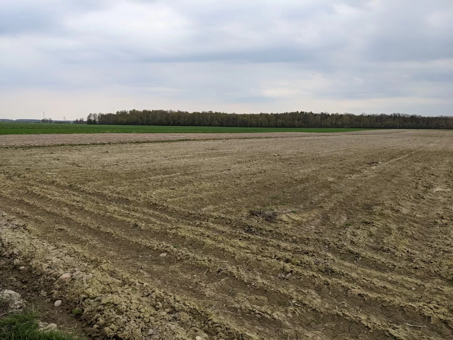 przygotowana gleba pod plantację paulowni ziemia rolna w Polsce