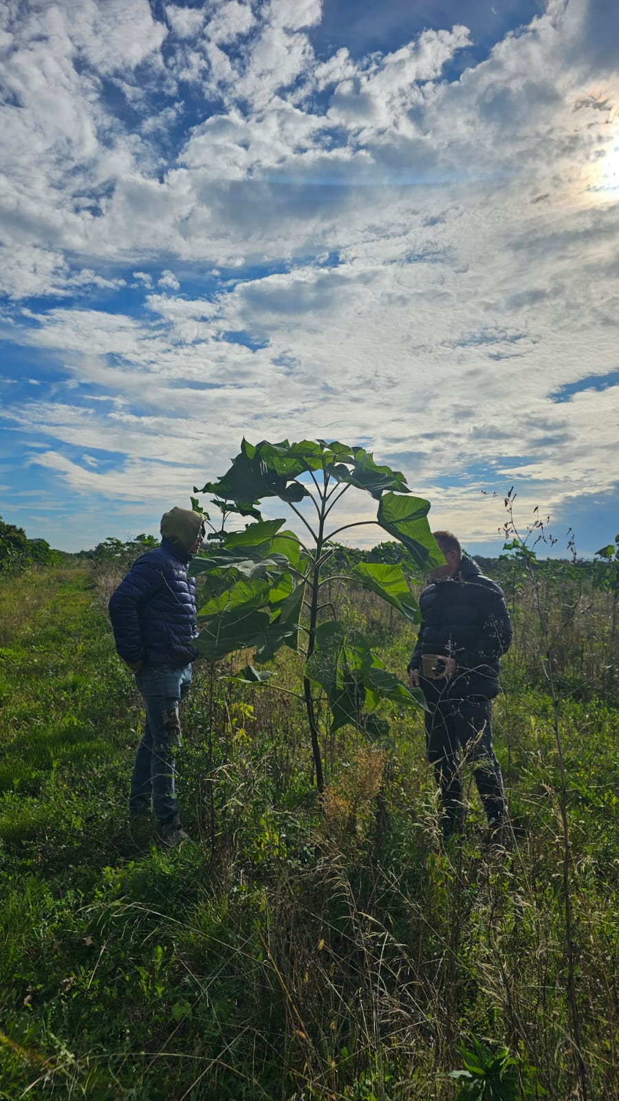 Nieefektywna plantacja paulowni – słaby wzrost drzew przez złą odmianę i niewłaściwe nawadnianie