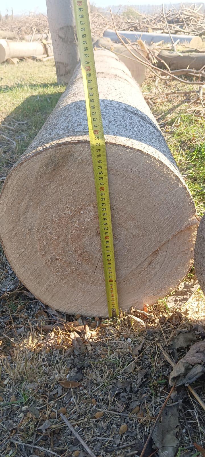 drewno paulowni – przekrój pnia drzewa gotowego do sprzedaży