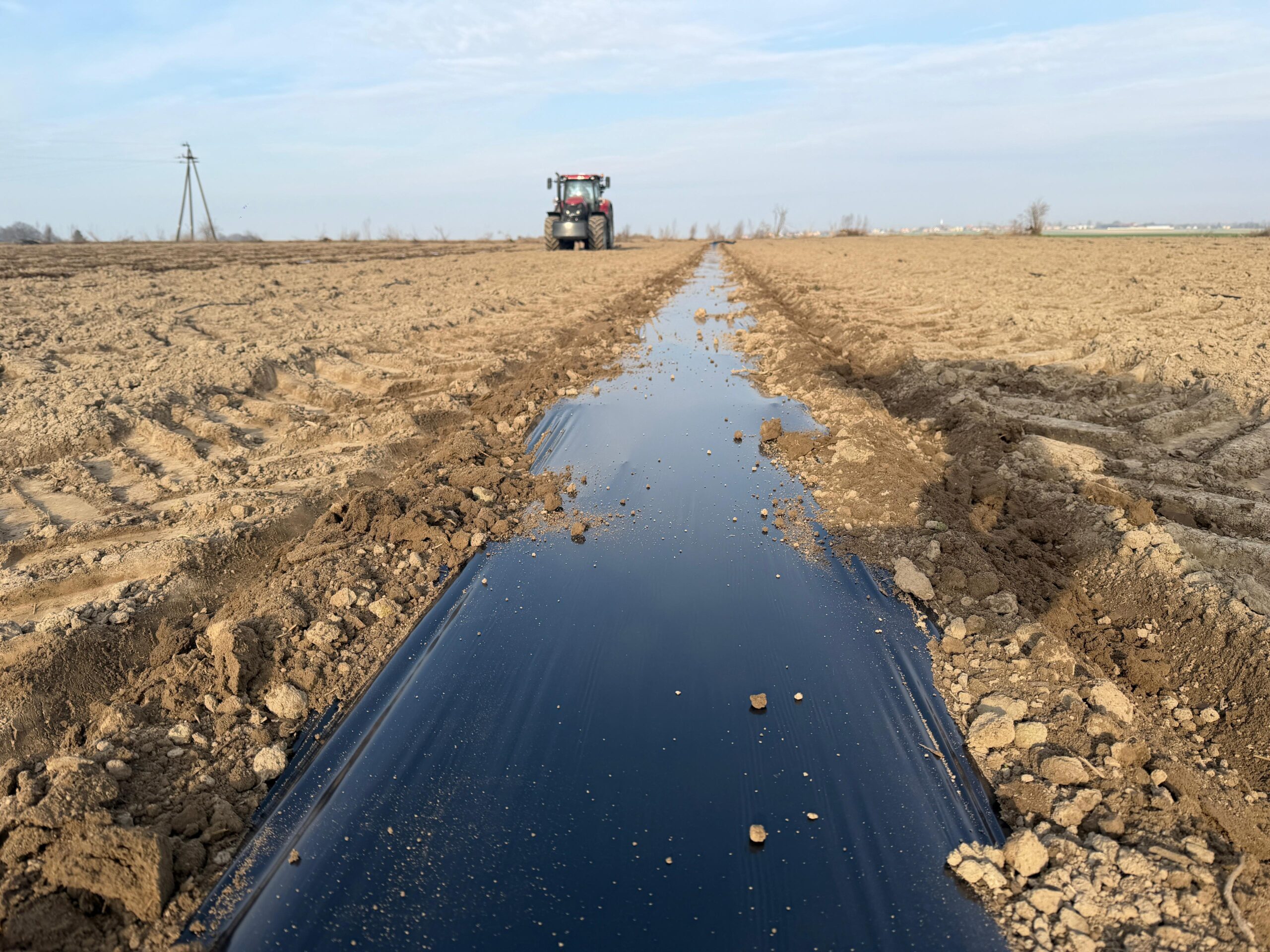 Nawodniona linia kroplująca na plantacji paulowni – działający system nawadniania