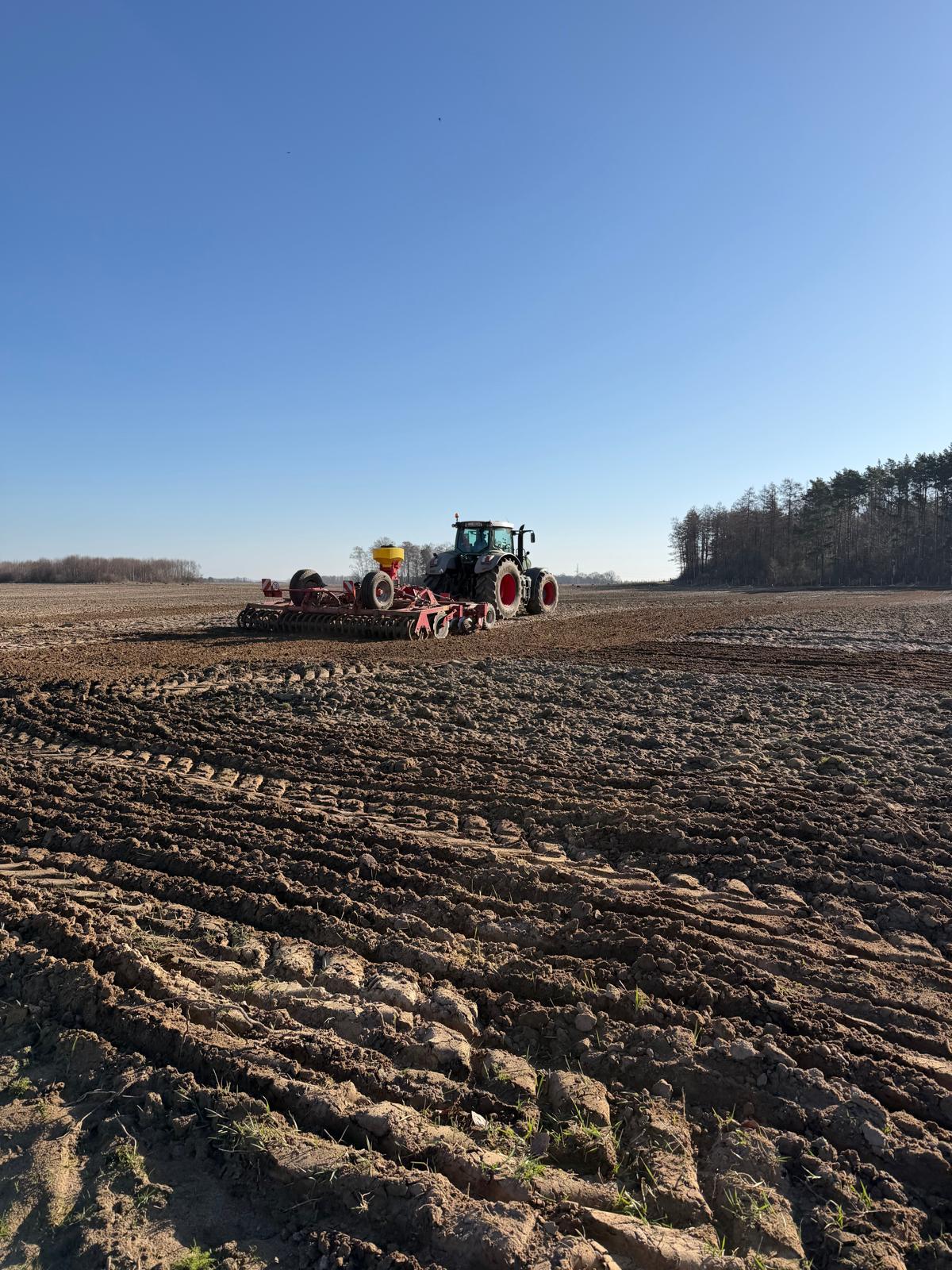 Przygotowane pole pod plantację paulowni – wyrównana gleba i wyznaczone rzędy pod sadzenie