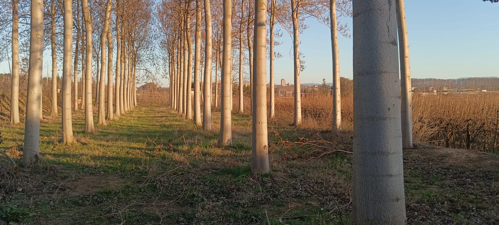 plantacja paulowni w Polsce drzewa szybkorosnące inwestycja w paulownię