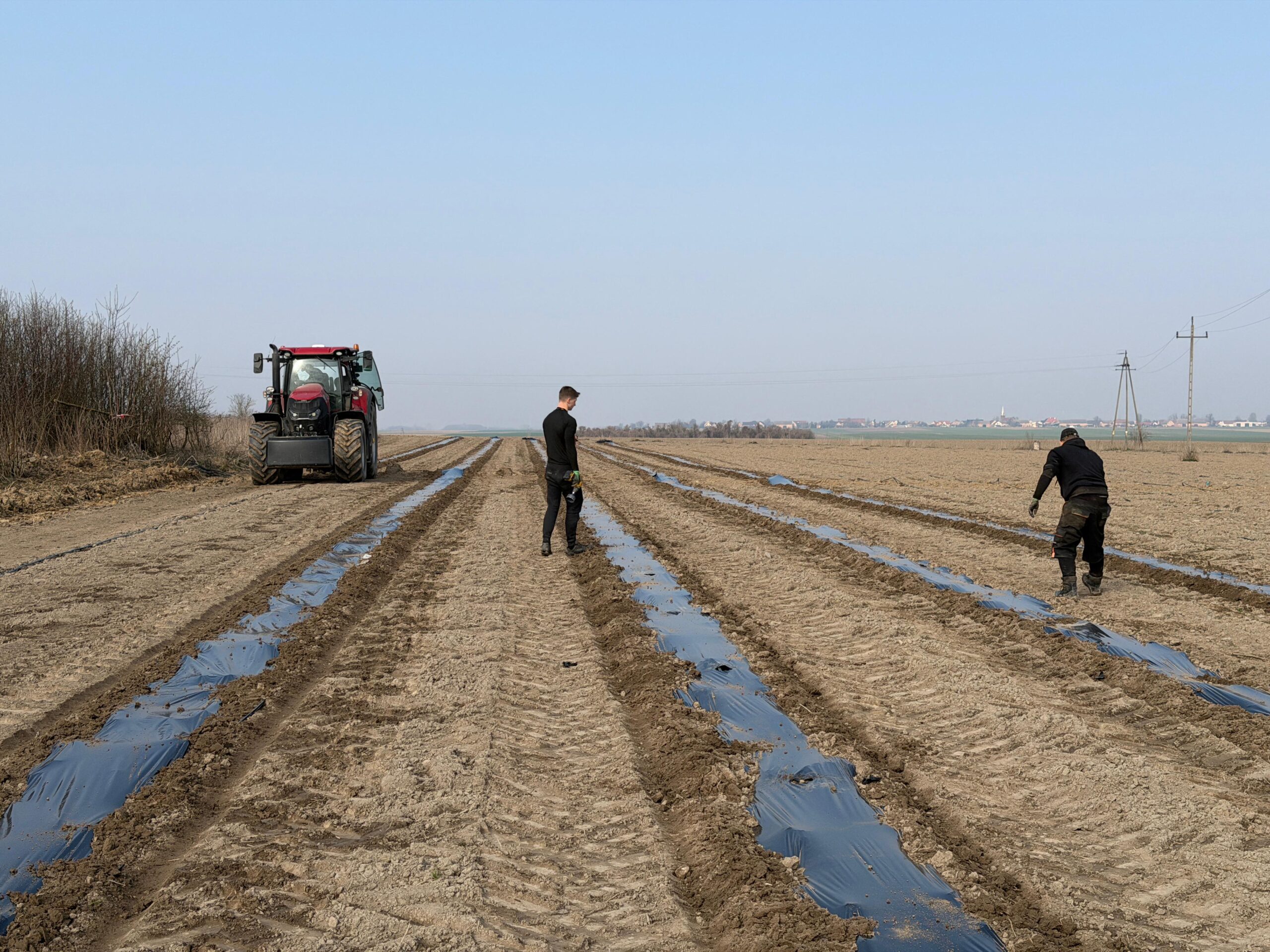 Układanie linii nawadniających na plantacji paulowni – prace w terenie