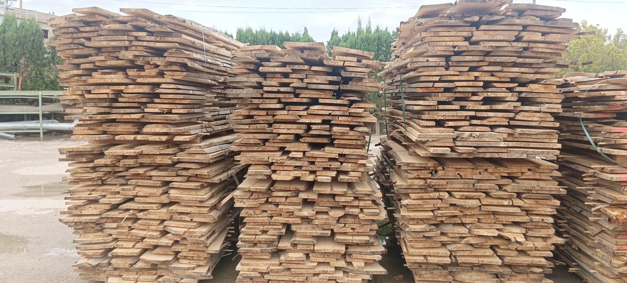 drewno paulowni sprzedaż surowca VAT 8 procent czy 23 procent plantacja paulowni